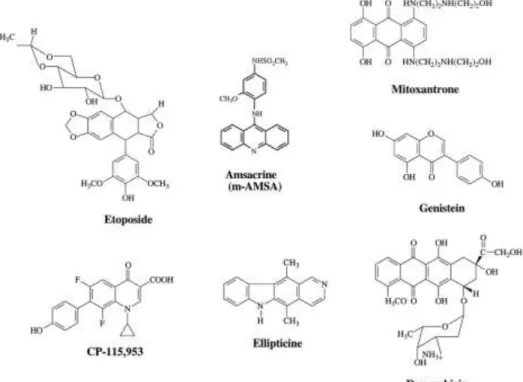 Figura 5. Representação das estruturas bioquímicas de algumas das drogas que tenham como alvo a  topoisomerase II