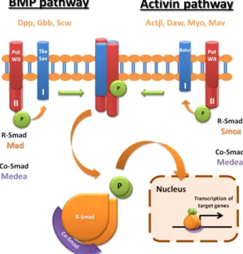 Figure  1-  TGF-β  signalling  pathways.  In  Drosophila  TGB-β  signalling  comprises  two  branches,  BMP  and  Activin