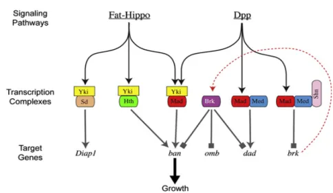 Figure  2-  Fat-Hippo  pathway  interacts  with  Dpp  signalling  to  stimulate  growth
