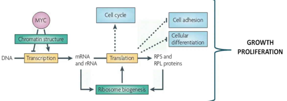 Figure 3- Myc signalling in vertebrates.  Myc  stimulates  cell  growth  and  proliferation  by  transcriptional  activation  of  several genes, including rRNA and ribosomal proteins (RPS and RPL) (adapted from van Riggelen et al., 2010)
