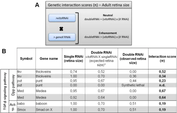 Figure  9-  A  eye-targeted  double  RNAi  genetic  screen  show  a  strong  interaction  between  Vito  and  members  of  TGF-β signalling pathway