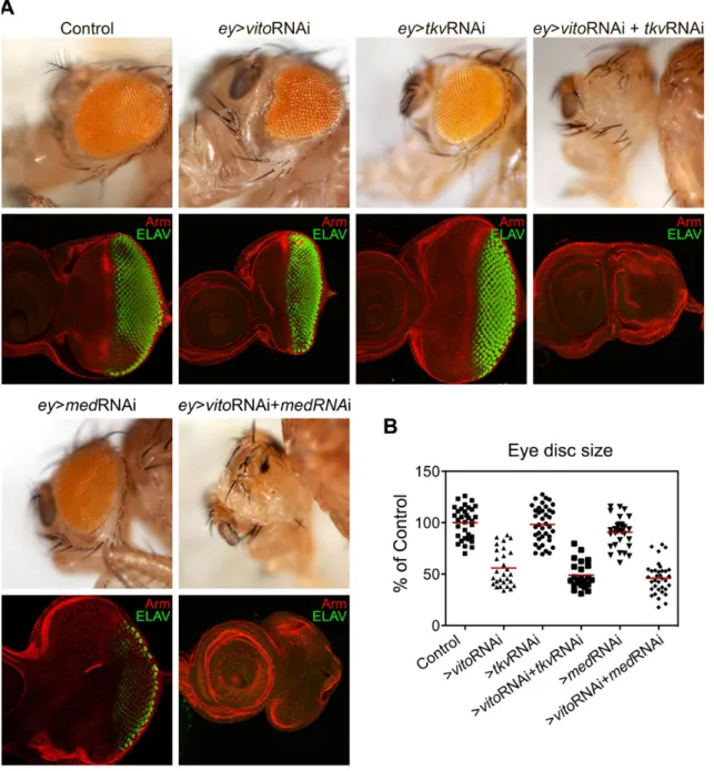 Figure  10-  Vito  and  TGF-β  signalling  interaction  is  required  for  retinal  differentiation