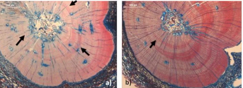 Figura 30 - Presença de células de fim de estação no lenho de início de estação (setas) de duas amostras da Pinus pinea uma  recolhida em Abril, no início da estação (a), e a outra em Novembro, no final da estação (b) (barras: 500 µm) 