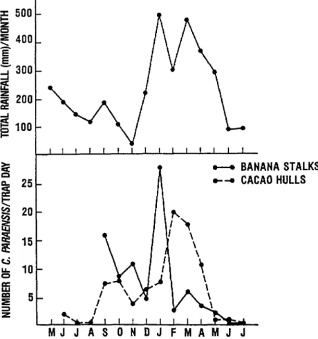 FIGURE  1.  Rainfall patterns at the study site and the average numbers of C. paraensis captured per  trap-day from decaying banana stalks and cacao hulls during each month of the study period in 1977  and 1978