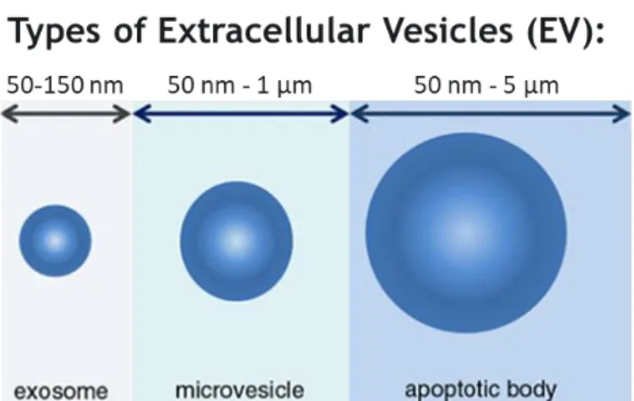 Figure 1.1 - Schematic representation of the sizes of the different types of extracellular vesicles that  can be secreted by cells