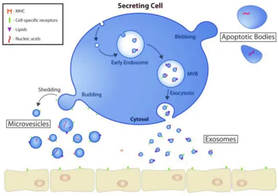Figure 1.2 - Extracellular vesicles biogenesis, release, and mode of action. Cells secrete different types  of extracellular vesicles, including microvesicles (MV), exosomes and apoptotic bodies