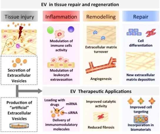 Figure  1.3  -  Extracellular  Vesicles  are  natural  and  tunable  delivery  vehicles  with  clinical  potential  in  tissue repair and regeneration