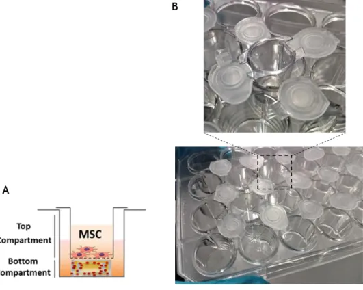 Figure 2.2 - Transwell migration assay setup to test MSC migration in the presence of different stimuli