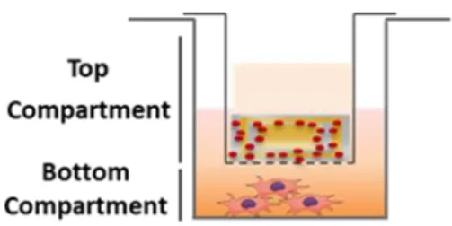 Figure  2.3  -  Schematic  representation  of  the  system  used  for  MSC  motility  assay  in  the  presence  of  different stimuli