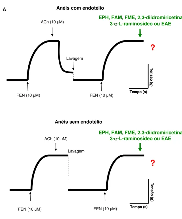 FIGURA 23: Representação esquemática do protocolo experimental para estudo do  efeito  de concentrações crescentes  de  EPH, FAM,  FME,  2,3-diidromiricetina   3--L-raminosídeo ou EAE em anéis de artéria mesentérica superior isolada de rato,  pré-contraíd