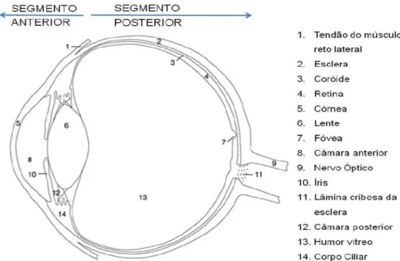 Figura 1. Os segmentos anterior e posterior do olho. 