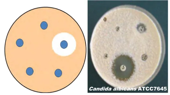 Figura 14  –  Esquema de difusão em meio sólido Ágar Sabouraud para  testar  compostos  fungistáticos  ou  fungicidas,  através  do  diâmetro  dos  halos  de  inibição  do  crescimento,  que  os  produtos  testados  exercem  sobre  os  microrganismos