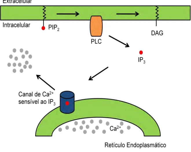Figura 2: Representação esquemática da liberação de Ca 2+  do retículo endoplasmático regulada pelo  IP 3 