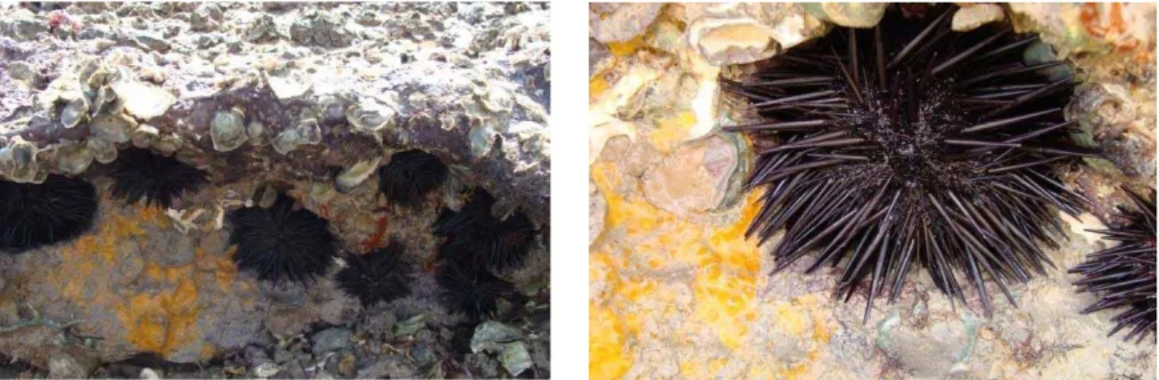 Figura 6: Ouriços-do-mar da espécie Echinometra lucunter em seu habitat. Fonte: Jocelmo Leite.