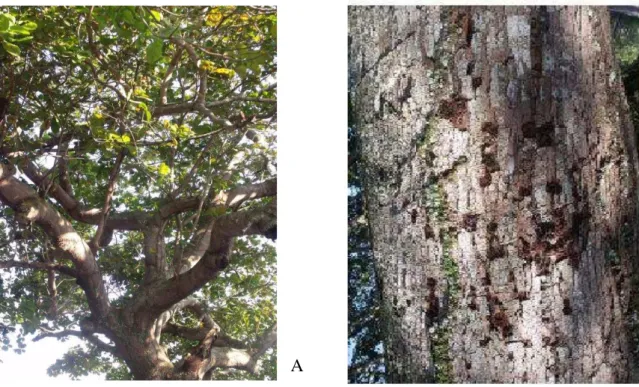 FIGURA 1 – Anacardium occidentale Linn: A )árvore com tronco tortuoso e esgalhado, folhas  onduladas de cor verde-amarelada