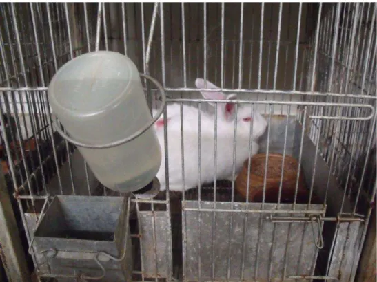 FIGURA 7 – Acomodação e alimentação dos coelhos  FONTE: Cunha, 2010