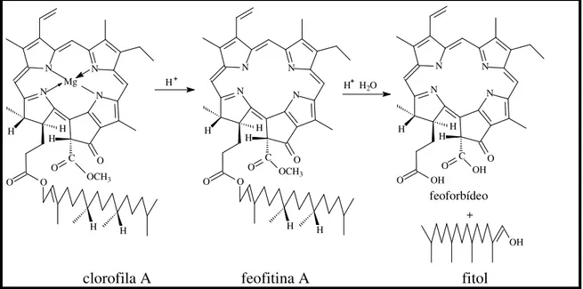 Figura 7 – Formação dos feoforbídeos (TOMAZ, 2008). 