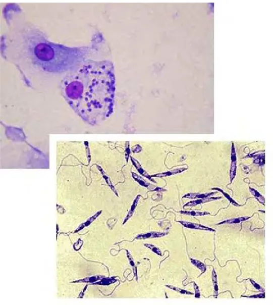 Figura  2:   Formas   parasitárias   de   Leishmania   sp.   Retirado   de   http://www.medicinapratica.com.br/wp  -  