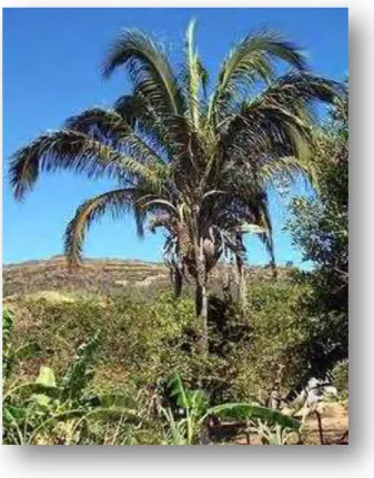Figura 3.2. Palm eira de babaçu 