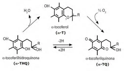 Figura 3.8. Mecanism o de ação do - t ocoferol nas reações de oxiredução. 