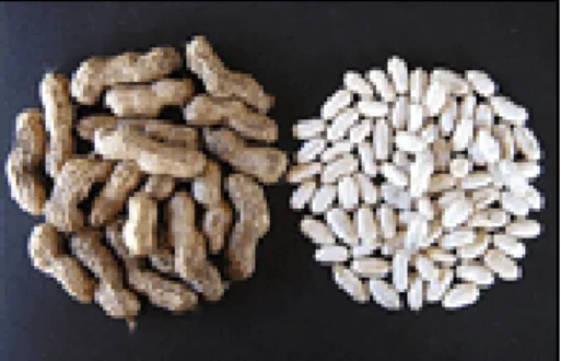 Figura  3.5  -  Sementes  de  amendoim  branco  rasteiro  para  produção  de biodiesel