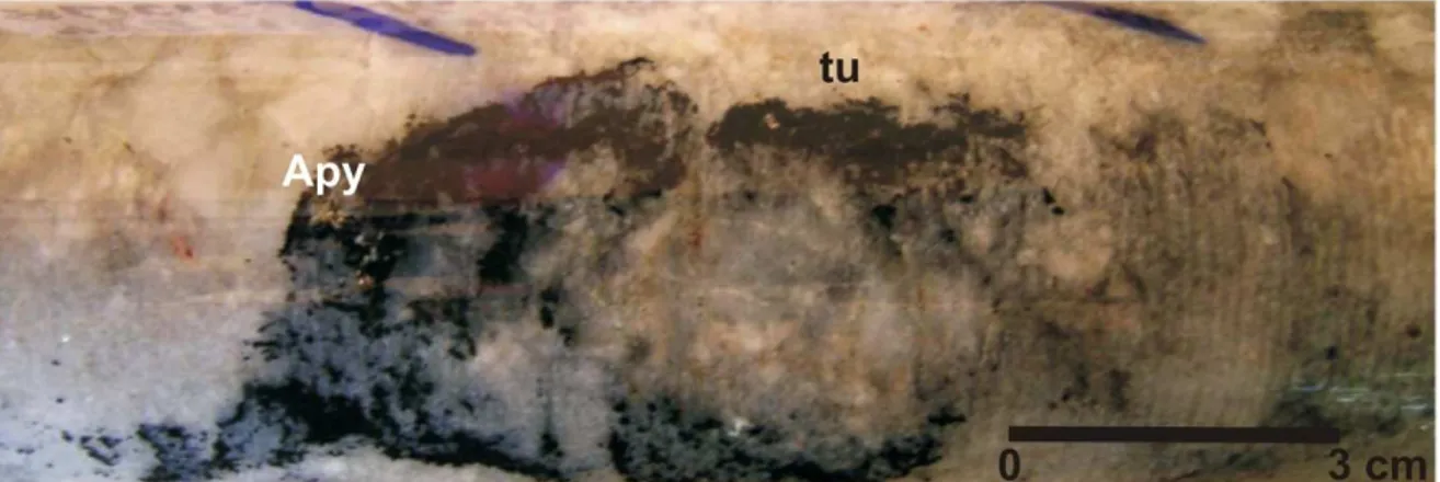 Figura 7- Furo de sondagem destacando a mineralização aurífera em granodiorito. Nota-se  a presença de arsenopirita e turmalina em veios de quartzo