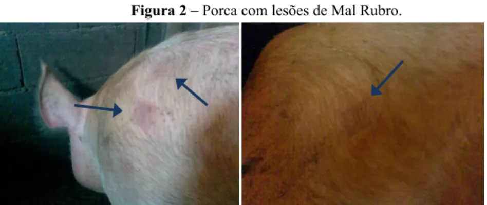 Figura 2 – Porca com lesões de Mal Rubro. 