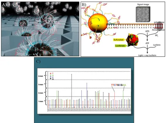 Figura  4.  Ilustração  das  etapas  de  emissão  e  detecção  do  sinal  fluorescente  durante  o  pirosequenciamento