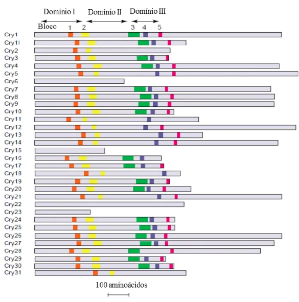 Figura 13. Estrutura primária de toxinas Cry indicando o tamanho relativo das proteínas e a posição dos  blocos conservados, quando existentes