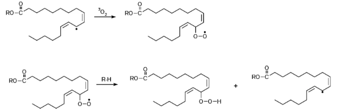 Figura 3.5 - Etapa de propagação da reação de autoxidação do éster linoleato de etila