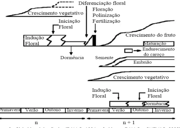 Figura 6 - Ciclo bienal da oliveira (RALLO, 1994, referido por RALLO e CUEVAS, 2008). 