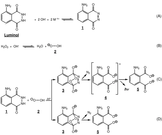 FIGURA  1.1.  Mecanism o  propost o  por  ALBERTI N  e  colaboradores [13] para  a  reação  quim ilum inescent e  do  lum inol  em   m eio  alcalino  e  na  presença  do  íon  de  um   m et al  de  t ransição ( M n+ ) , ut ilizando H 2 O 2  com o agent e o