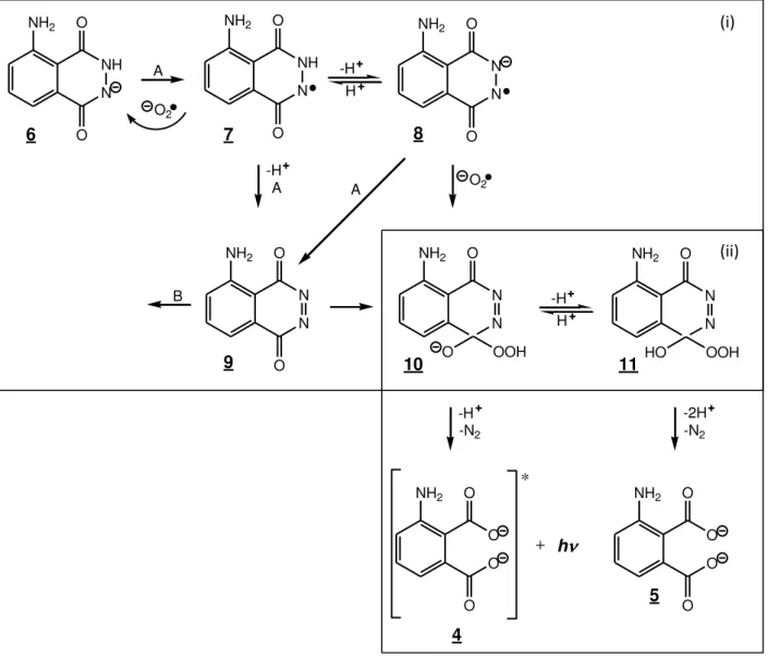 Figura  1.2.  Propost a  m ecanísit ca  de  Merény i  e  colaboradores  sobre  os  cam inhos  da  reação  quim ilum inescent e  do  lum inol