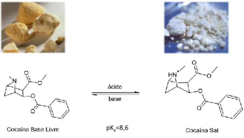 Figura 1: Equilíbrio ácido-base entre cocaína na forma de base livre e sal. 