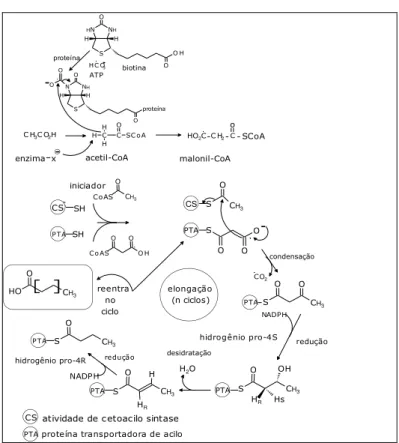 Figura 2  –  Rota Biossintética dos ácidos graxos 