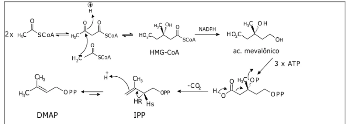 Figura 3 – Biossíntese do DMAP e IPP via ácido mevalônico. 