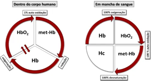 Figura  2:  Simplificação da transformação de  reação da hemoglobina dentro do corpo (esquerda) e em  manchas de sangue (direita)