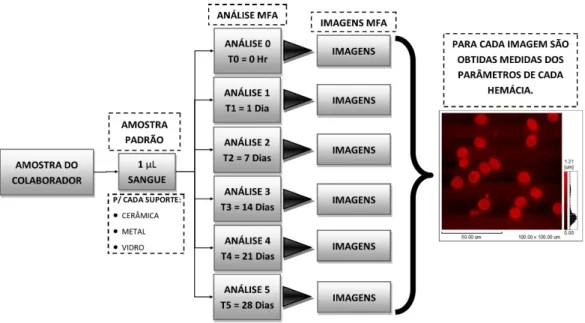 Figura 10: Esquema explicativo da análise da amostra do indivíduo doador para a 3ª etapa 