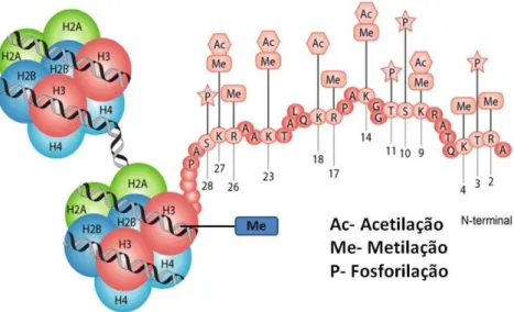 Figura 1. Modificações químicas nas histonas por metilação (Me), acetilação (Ac) ou fosforilação  (P); ou ainda metilação de DNA