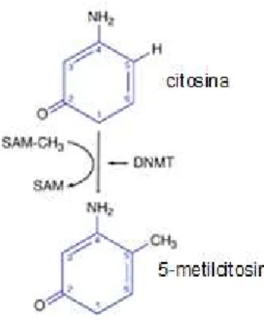Figura  2.  Esquema  do  processo  de  formação  da  5-Metilcitosina  (5-MeC)  pela  DNA  metiltransferase