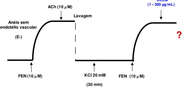 Figura  10:  Representação  esquemática  do  protocolo  experimental  para  avaliação  da  participação de canais para K +  na resposta vasorelaxante induzida  pelo OELM em anéis de  artéria mesentérica de ratos normotensos sem endotélio funcional 