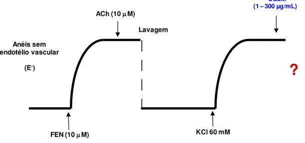 Figura 11: Representação esquemática do protocolo experimental para avaliação do efeito  de concentrações crescentes do OELM (1  –  300 µg/mL) em anéis de artéria mesentérica de  ratos  normotensos  sem endotélio funcional,  pré-contraídos  com solução  de