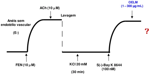 Figura 13: Representação esquemática do protocolo experimental para avaliação do efeito  relaxante do OELM (1  –  300 µg/mL) em anéis de artéria mesentérica de ratos normotensos,  sem o endotélio funcional, pré-contraídos com S(-)-Bay K 8644 (100 nM) 