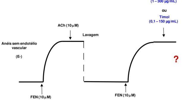 Figura 14: Representação esquemática do protocolo experimental para avaliação do efeito  relaxante  do  OELM  (1  –   300  µg/mL)  e  do  timol  (0,1  –   150  µg/mL)  em  anéis  de  artéria  mesentérica de ratos normotensos, sem o endotélio funcional, pré