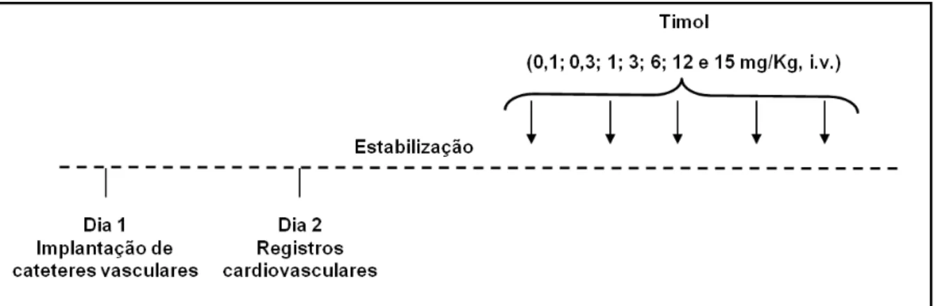Figura 16: Representação esquemática do protocolo experimental para avaliação do efeito  do timol (0,1; 0,3; 1; 3; 6; 12 e 15 mg/Kg, i.v.) sobre a PA e FC em ratos SHR e WKY  não-anestesiados 
