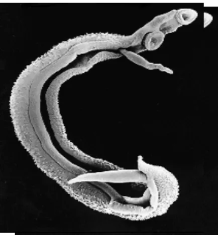 Figura 03: Vermes adultos de S. mansoni em cópula. 