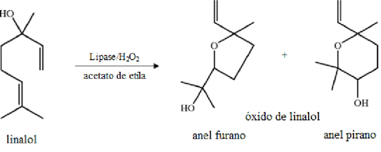 Figura 3 - Reação enzimática biossintética para produção de óxido de linalol. 