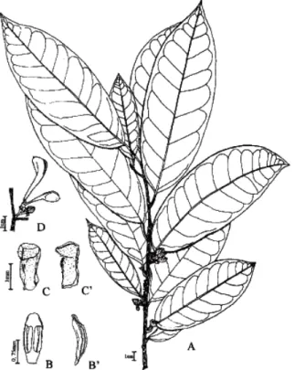 Figura 8. Anaxagorea dolichocarpa. A) Ramo com flor e botões florais. B) Estames, vista ventral