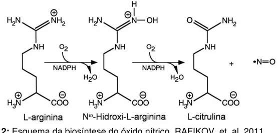 Figura 2: Esquema da biosíntese do óxido nítrico. RAFIKOV, et. al. 2011 