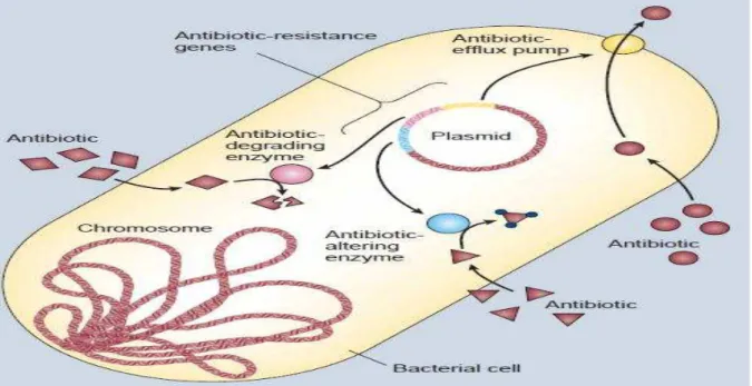 Figura  2.  Mecanismos  de  resistência  das  bactérias  contra  as  drogas  antimicrobianas